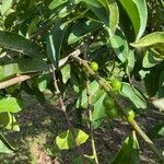 Garcinia brasiliensis 果實