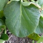 Brassica rapa Leaf