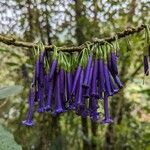 Iochroma cyaneum Blomma