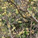 Chimonanthus praecox Buveinė