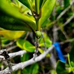 Lumnitzera racemosa Fruit