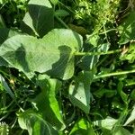 Rumex spinosus Leaf