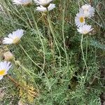 Tanacetum cinerariifolium Hábito