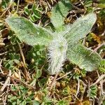 Plantago nivalis Leaf