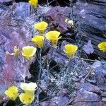 Calochortus aureus Blüte