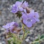 Phacelia distans Kukka