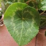 Cyclamen persicum Leaf