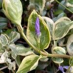 Vinca major Leaf