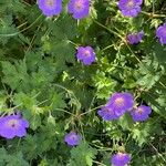 Geranium platypetalumKvět