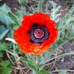 Papaver orientaleFlower