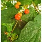 Lonicera tataricaFruchs
