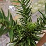 Araucaria angustifolia Hoja