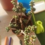 Sedum furfuraceum Blatt