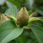 Stewartia monadelpha Fruit