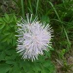 Thalictrum aquilegiifolium Flower