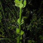 Russelia sarmentosa Leaf