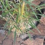 Tetrapogon villosus Levél