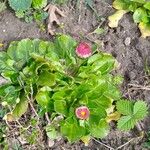 Bellis perennisLeaf