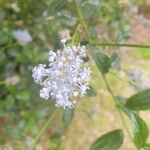 Ceanothus arboreusപുഷ്പം