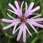 Silene flos-cuculi Flors