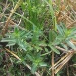 Ammannia baccifera 葉