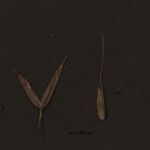 Agrostis pilosula Other