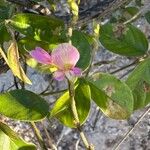 Galactia striata फूल