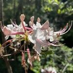Rhododendron canescens Flor