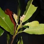 Manilkara staminodella Flower