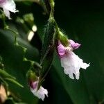 Thalia geniculata Flor