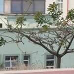 Erythrina caffra Hoja