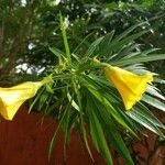 Thevetia neriifolia Flor