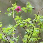 Rubus spectabilis পাতা