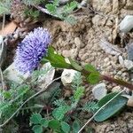 Globularia bisnagarica Frunză