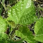 Fatoua villosa Leaf