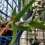 Epidendrum ciliare Yaprak
