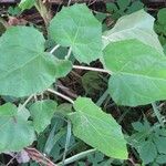 Abutilon theophrastiLapas