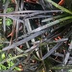 Ophiopogon planiscapus 葉