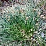 Carex humilis List