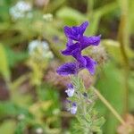 Salvia viridis 整株植物