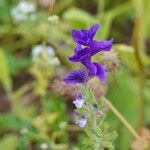 Salvia viridis অভ্যাস