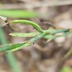 Petrorhagia prolifera 葉