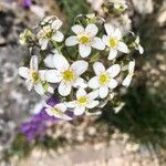 Saxifraga hostii Kvet