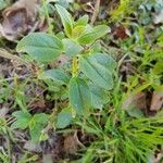 Antirrhinum sempervirens Leaf