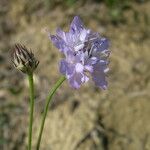 Cephalaria transsylvanica Floro