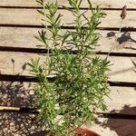 Lavandula dentataFlower