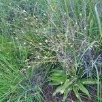 Chlorophytum zavattarii 花