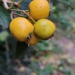 Crataegus mexicana Fruct