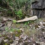 Festuca rubra Συνήθη χαρακτηριστικά