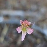 Alstroemeria hookeri Квітка